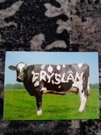 Friesland koe ansichtkaart, Verzamelen, Ansichtkaarten | Dieren, Ongelopen, Ophalen of Verzenden