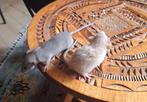 Dwergratjes, Dieren en Toebehoren, Knaagdieren, Rat, Juli, Meerdere dieren, Tam