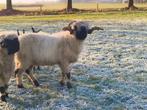 Walliser Schwarznase dekram, Dieren en Toebehoren, Mannelijk, Schaap, 3 tot 5 jaar