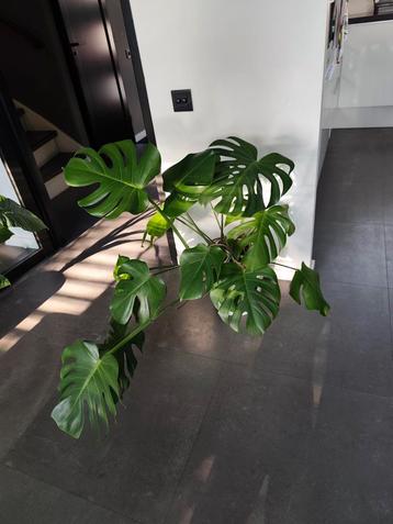 Monstera & Alocasia met witte pot beschikbaar voor biedingen