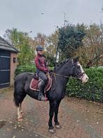 Super mooie D pony te koop, Dieren en Toebehoren, Pony's, Merrie
