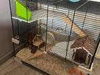 Russische dwerg hamster, Dieren en Toebehoren, Kooi, Minder dan 75 cm, Minder dan 60 cm, Ophalen of Verzenden