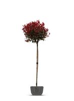 Photinia red robin op stam in pot, Tuin en Terras, In pot, Volle zon, Bolboom, Ophalen