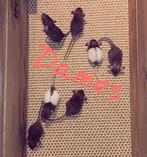 Baby ratjes! (Dumbo/rex mix), Dieren en Toebehoren, Knaagdieren, Rat, Meerdere dieren, Tam, Oktober