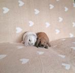 ❤️❤️PRACHTIG MOOI LIEF HANDTAM RASZUIVER MINILOP KOPPELTJE, Meerdere dieren, Dwerg, Hangoor, 0 tot 2 jaar