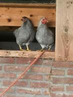 Broedeieren Wyandotte parelgrijs, Geslacht onbekend, Kip