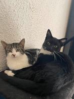 Gratis katten, Dieren en Toebehoren, Katten en Kittens | Dekkaters, 0 tot 2 jaar