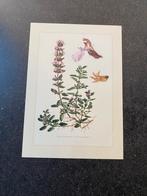 10 oude prenten struiken 19x27 cm samen 20 euro oa veenbes, Ophalen of Verzenden, Natuur en Biologie
