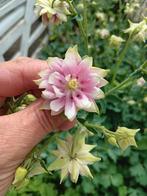 Biologische Akelei Nora Barlow Zaden, Ophalen of Verzenden, Volle zon