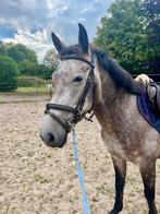 Te koop D pony, Zadelmak, 3 tot 6 jaar, Recreatiepony, D pony (1.37m tot 1.48m)