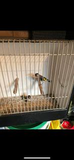 Koppel putters, Dieren en Toebehoren, Vogels | Overige Vogels, Meerdere dieren, Wildzangvogel, Geringd