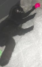 Kittens, Dieren en Toebehoren, Ophalen