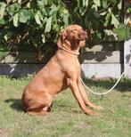 Vizsla - Teefje - Intact, België, Overige rassen, CDV (hondenziekte), Teef