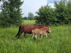 Merrie en veulen te koop, Dieren en Toebehoren, Pony's, B pony (1.17m tot 1.27m), Recreatiepony, Gechipt, Meerdere dieren