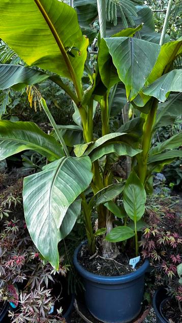 Musa Basjo grote plant beschikbaar voor biedingen