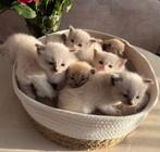 Prachtige Ragdoll Kittens met Stamboom, Dieren en Toebehoren, Meerdere dieren, Gechipt