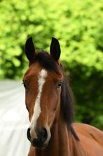 Te koop: talentvolle merrie (Las Vegas x Verdi), Merrie, Gechipt, Dressuurpaard, Zadelmak