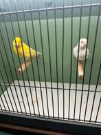 Kleur kanarie koppel, Meerdere dieren, Kleurkanarie