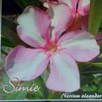 Nerium oleander Simie roze met wit, Ophalen of Verzenden, Zomer, Overige soorten, Volle zon