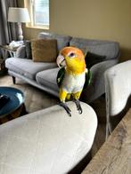 Roestkop Caique mannetje, Dieren en Toebehoren, Mannelijk, Papegaai, Geringd