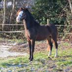 3 jarige sectie B welsh hengst, Dieren en Toebehoren, Pony's, Met stamboom, 0 tot 2 jaar, Hengst, C pony (1.27m tot 1.37m)