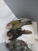 mutatie rosella,s, Dieren en Toebehoren, Vogels | Parkieten en Papegaaien, Meerdere dieren, Parkiet, Geringd