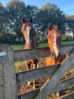 2 brave recreatieve pony’s, Dieren en Toebehoren, Paarden, Ruin, Recreatiepaard, 11 jaar of ouder