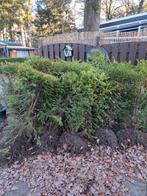 Boompjes 5 jaar oud, Ophalen of Verzenden, Volle zon, Overige soorten