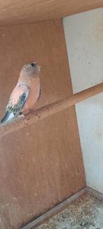 Opaline bourke, Vrouwelijk, Parkiet, Geringd