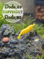 Yellow goldenback. Gele garnalen. Yellow neon fire backline, Kreeft, Krab of Garnaal