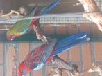 Mooi jong koppel penant rosella's  2023 / 2025, Meerdere dieren, Parkiet, Geringd