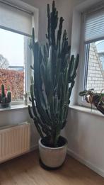 Grote Cactus - Euphorbia Ingens - 220cm, Ophalen, 200 cm of meer, In pot, Cactus