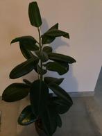 Ficus Elastica / Rubberplant - 135cm hoog, Huis en Inrichting, Kamerplanten, Ophalen, Ficus, 100 tot 150 cm, Halfschaduw