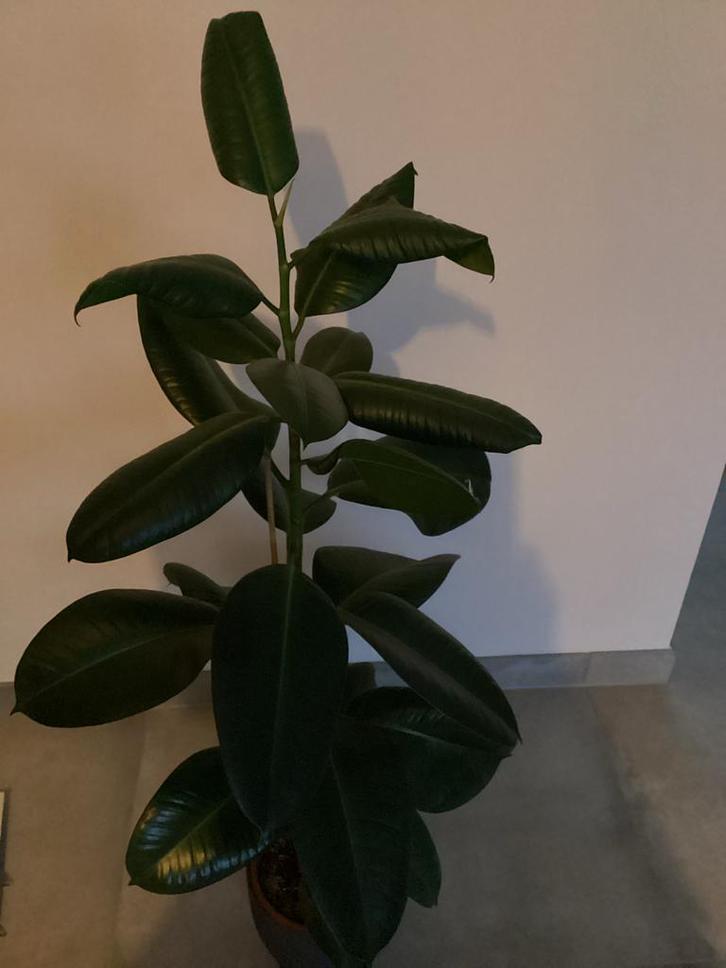 Ficus Elastica / Rubberplant - 135cm hoog, Huis en Inrichting, Kamerplanten, Ficus, 100 tot 150 cm, Groene kamerplant, Halfschaduw