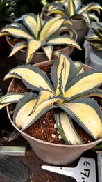 Agave America Mediopicto Aurea, Ophalen, Bloeit niet, Overige soorten, Volle zon