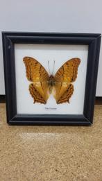 Opgezette Vlinder in Lijst - Decoratie, Ophalen of Verzenden, Insect, Opgezet dier
