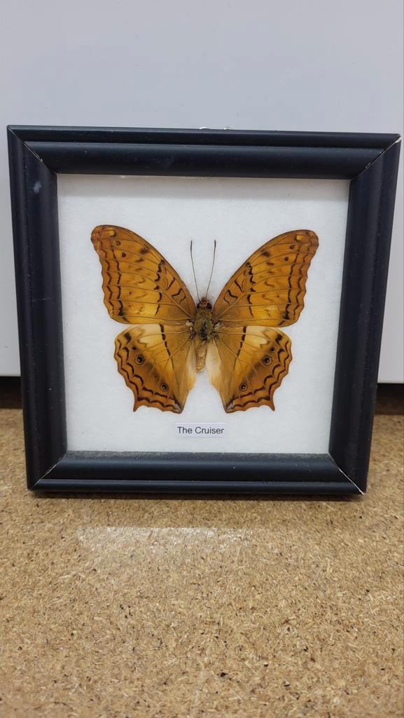 Opgezette Vlinder in Lijst - Decoratie, Verzamelen, Dierenverzamelingen, Opgezet dier, Insect, Ophalen of Verzenden
