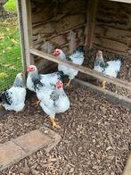 Wyandotte haantjes, Dieren en Toebehoren, Pluimvee, Mannelijk, Kip