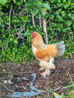 Brahma Buff Columbia blauw/zwart – broedeieren & kuikens, Dieren en Toebehoren, Pluimvee, Geslacht onbekend, Kip