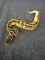 Stranger Pied Pastel 50% Clown, Slang, 0 tot 2 jaar