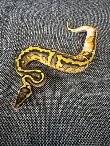 Stranger Pied Pastel 50% Clown beschikbaar voor biedingen