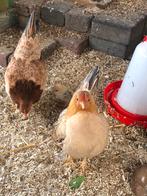 Trio superkleine serama’s met een kuiken evt zonder haan., Dieren en Toebehoren, Pluimvee, Meerdere dieren, Kip