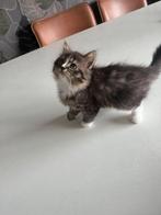 3 Lieve Perzische langhaar kittens te koop, Dieren en Toebehoren, Meerdere dieren, Langharig, 0 tot 2 jaar