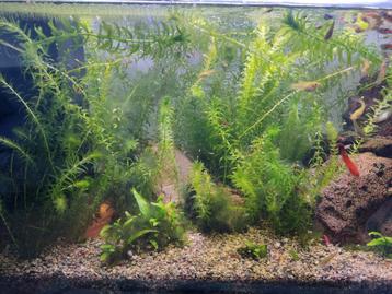 Vissen & planten RUILEN aquarium zoetwater beschikbaar voor biedingen