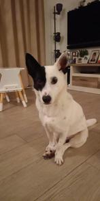 3jarige hond , Toby, Dieren en Toebehoren, Honden | Niet-rashonden, Particulier, Rabiës (hondsdolheid), Reu, Buitenland