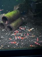 Crystal Red Garnalen. 2 euro, Dieren en Toebehoren, Vissen | Aquariumvissen, Kreeft, Krab of Garnaal