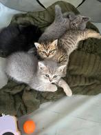 🐾 Lieve Britse Kortharen Kittens 🐾, Meerdere dieren, Ontwormd