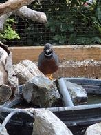 Chinese dwerg kwartel wildkleur, Dieren en Toebehoren, Pluimvee, Meerdere dieren, Overige soorten