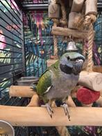 Jonge Derbyan Parkiet | Handtam | Rustig, Dieren en Toebehoren, Vogels | Parkieten en Papegaaien, Meerdere dieren, Papegaai, Pratend