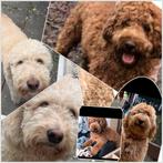Labradoodle medium pups nest aankondiging, Dieren en Toebehoren, 8 tot 15 weken, Meerdere, Nederland, Particulier